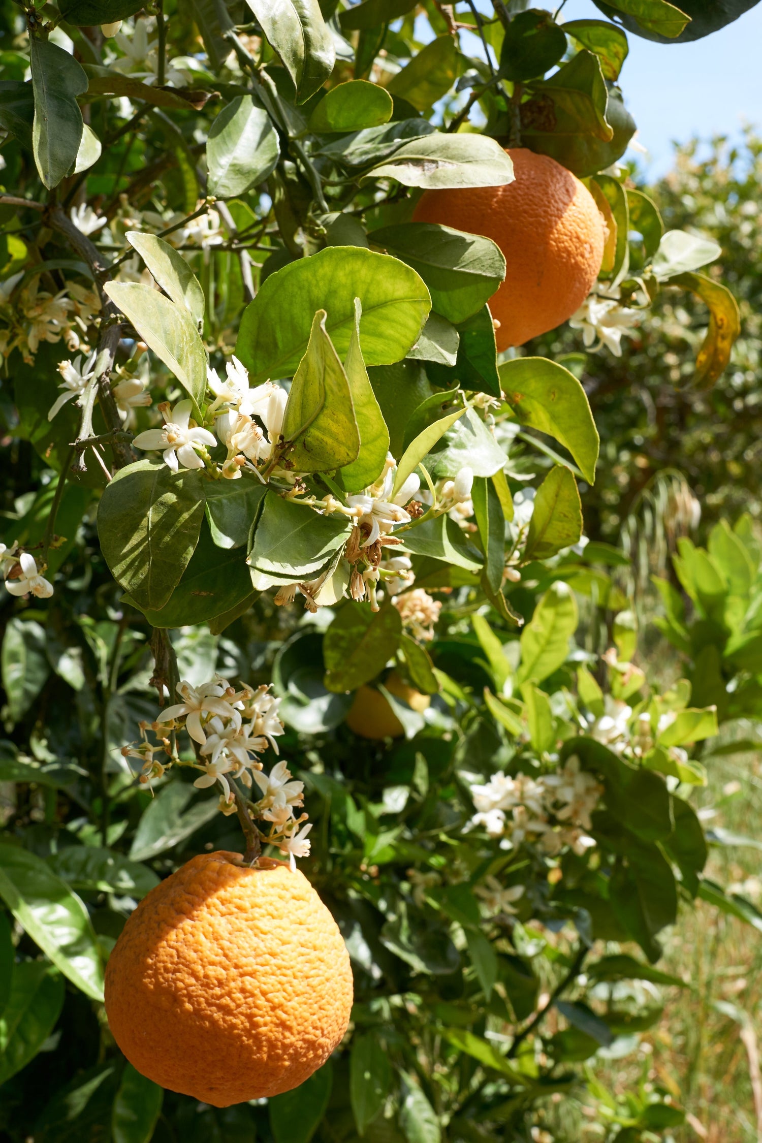 #MediterraneanMonday - Orangen-Rezepte