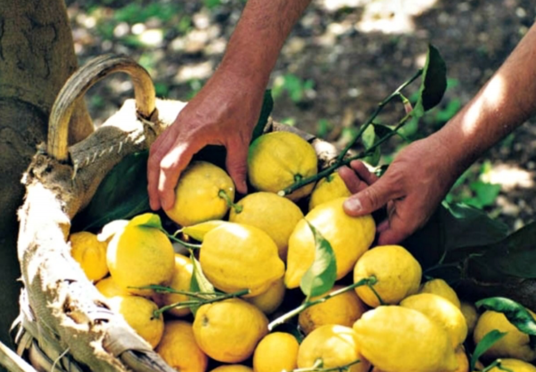 #MediterraneanMonday - Zitronenrezepte