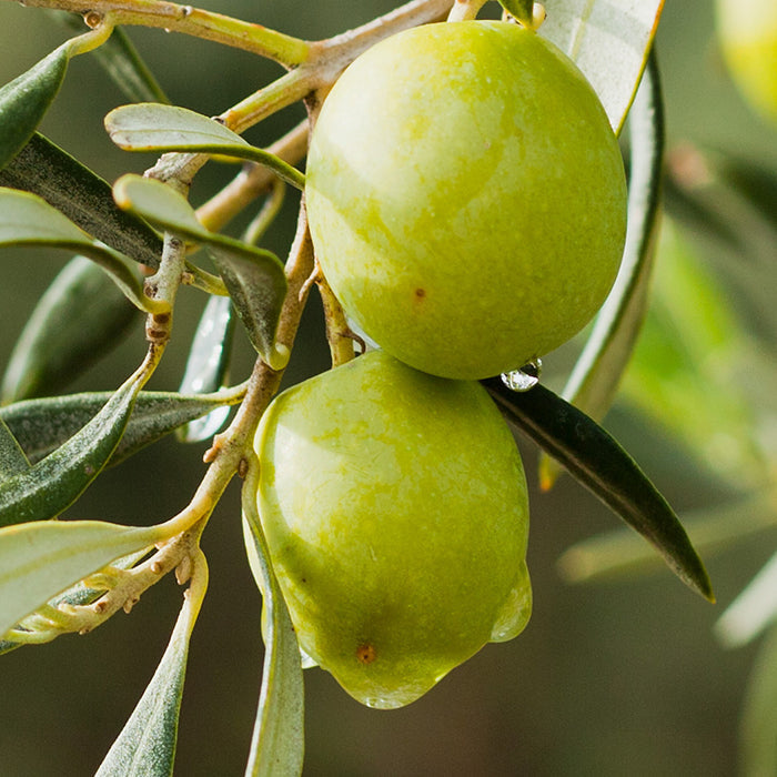 #MediterraneanMonday - Olive Recipes
