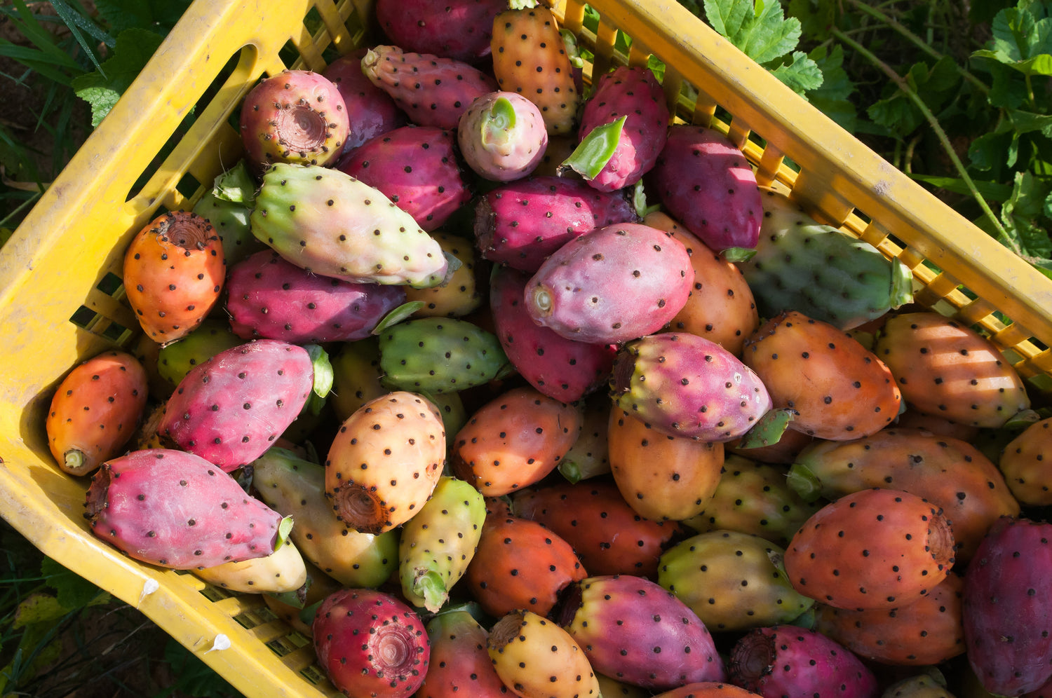 #MediterraneanMonday - Prickly Pear Recipes