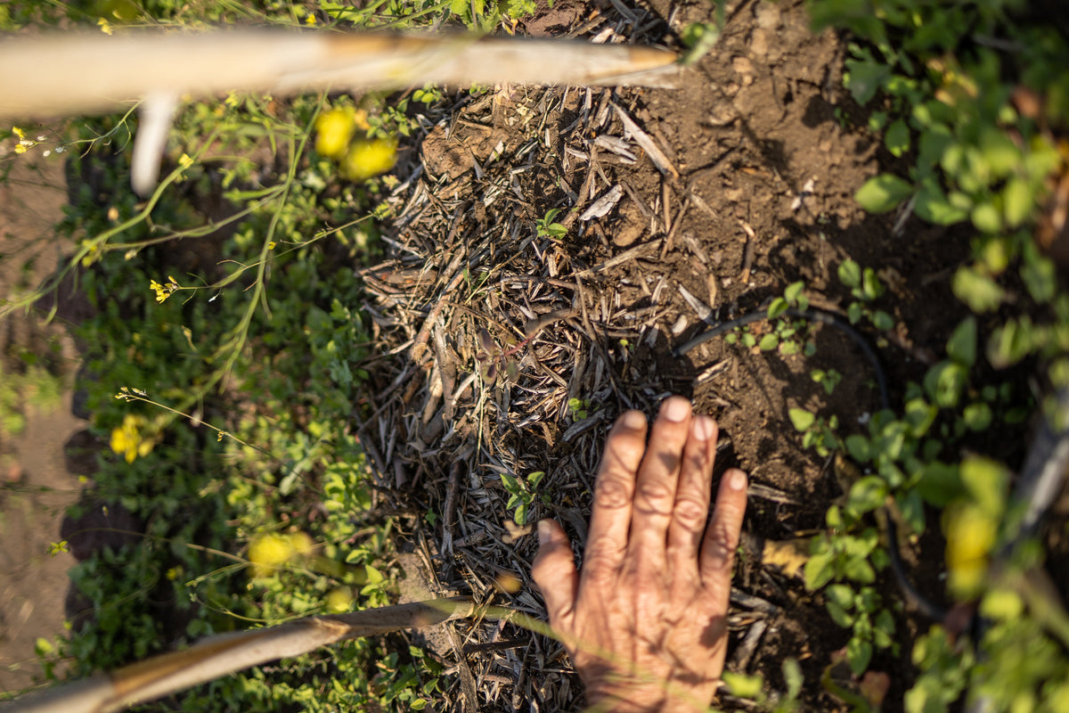 Celebrating Earth Day with the Sicily Environment Fund