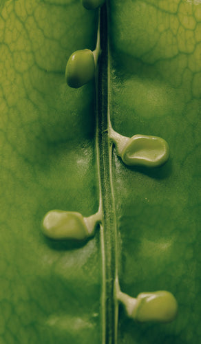 mobile-image